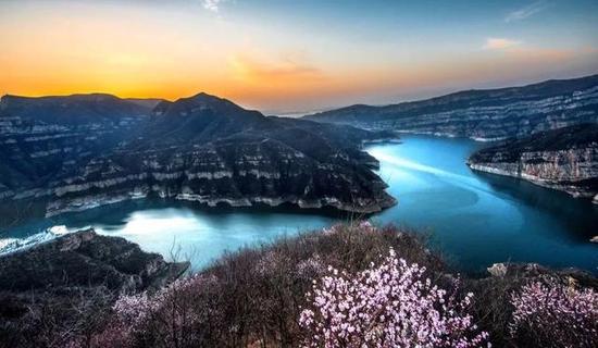 在河南山西中间黄河中下游有这么一个地方，有一片满山遍野的桃花。