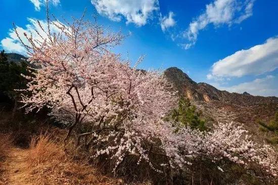 活动名称：秋沟山桃花节